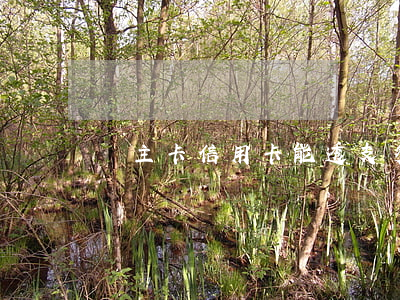 車主卡信用卡能透支多少錢