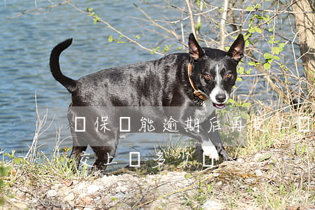 車保險能逾期后再交上嗎(車保險能逾期后再交上嗎多少錢)