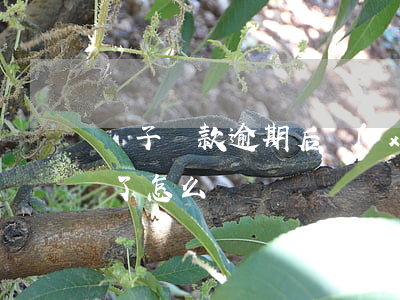 車子貸款逾期后續(xù)流程(車貸款逾期了怎么辦)