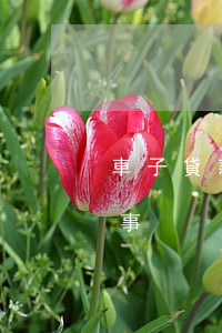 車子貸款還款逾期兩天(車貸逾期倆天有沒有事)