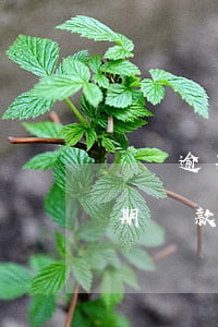 車審逾期罰款交給誰(shuí)管（車審逾期罰款交給誰(shuí)）