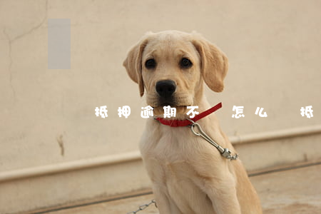車抵押逾期不還怎么辦(抵押車逾期車不要了)