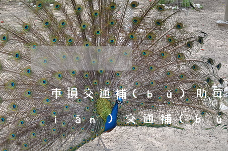 車損交通補(bǔ)助每日多少錢(車險(xiǎn)交通補(bǔ)償費(fèi)多少)