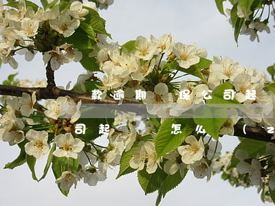 車款逾期擔保公司起訴了怎么辦(汽車擔保公司起訴會怎么執(zhí)行)