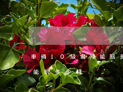 車禍10級傷殘能賠多少錢(車禍10級傷殘能賠多少錢)