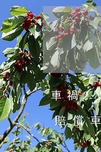 車禍2肋骨折未上殘應(yīng)該怎么賠償(車禍肋骨折怎樣要求賠償)