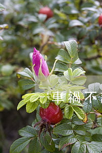 車禍不訴訟時效是多久失效