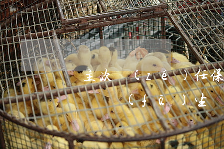 車禍主次責(zé)任保險報完后私人還會賠償嗎(發(fā)生車禍私了保險還賠嗎)