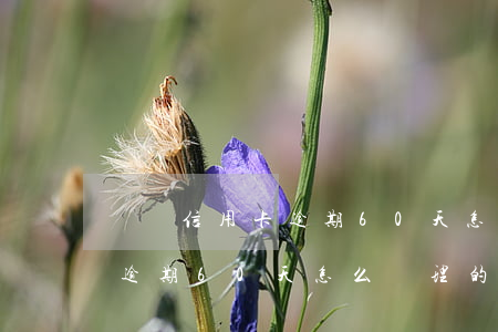 車禍信用卡逾期60天怎么處理(車禍信用卡逾期60天怎么處理的)