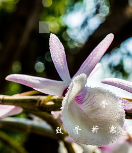 車禍恥骨骨折賠償1萬(wàn)(交通事故致骨折需要賠償多少)