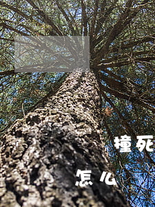 車禍撞死人沒錢賠償怎么辦(撞傷人沒錢賠償怎么辦)