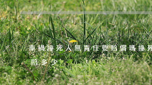 車禍撞死人無責任要賠償嗎(撞死人不是全責賠多少)