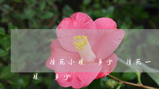 車禍撞死小孩賠多少錢(撞死一個(gè)小孩賠多少錢)