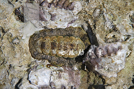 車禍斷七根肋骨要賠多少錢(車禍斷九根肋骨賠償標(biāo)準(zhǔn))
