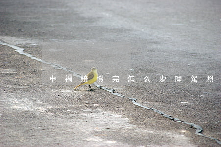 車禍賠償完怎么處理駕照(車禍過后 如何賠償)