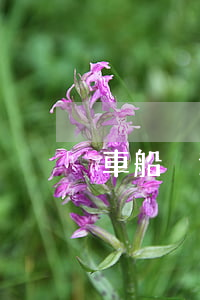 車船稅逾期了在哪交(車船稅逾期了要交多少)