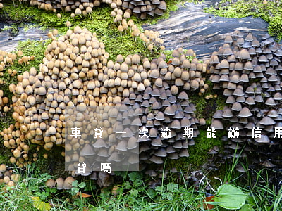 車貸一次逾期能辦信用卡嗎(一次逾期可以車貸嗎)