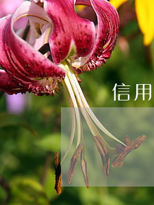 車貸信用卡不還會怎么樣(還差信用卡辦得到車貸嗎)