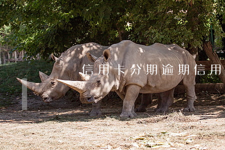 車貸信用卡分期逾期(信用卡逾期買車能分期嗎)