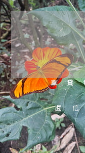 車貸信用卡逾期兩天嚴(yán)重嗎(車貸還信用卡逾期一天)