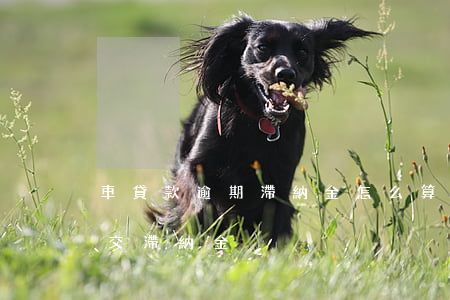 車貸款逾期滯納金怎么算(貸款車逾期了需要交滯納金)