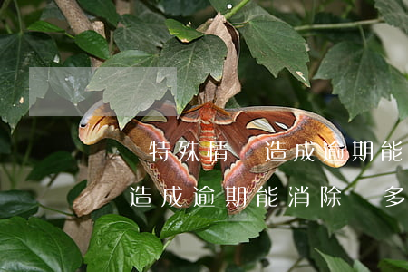 車貸特殊情況造成逾期能消除嗎(車貸特殊情況造成逾期能消除嗎多久)