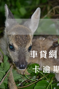車貸網(wǎng)貸信用卡全面逾期(車貸卡逾期影響信用嗎)