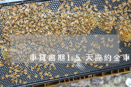 車貸逾期15天違約金(車貸款違約一天逾期)