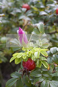 車貸逾期一個(gè)星期會(huì)不會(huì)上征信（微車貸逾期一天會(huì)上征信嗎）