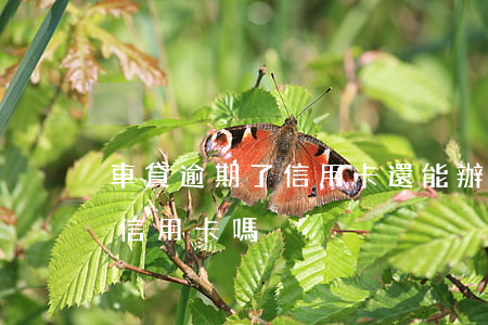 車貸逾期了信用卡還能辦么(車貸逾期可以辦信用卡嗎)