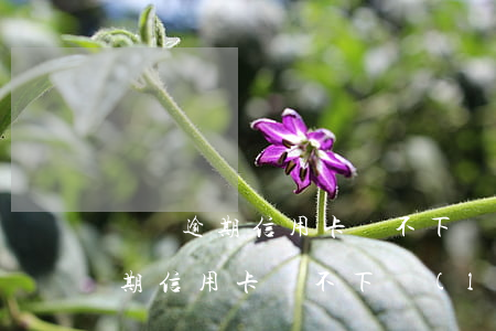 車貸逾期信用卡辦不下來(lái)(車貸逾期信用卡辦不下來(lái))
