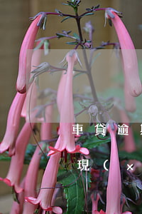 車貸逾期信用卡辦不下來(信用卡忘還有逾期現(xiàn)在車貸批不下來怎么辦)