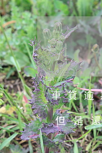 車貸逾期大半年沒能力還被起訴(車貸逾期了但是還是在還會(huì)不會(huì)被起訴)