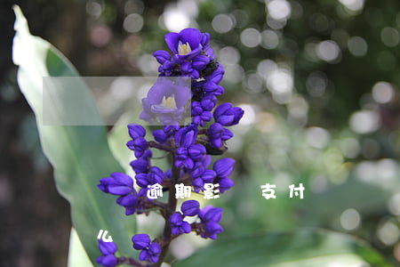 車貸逾期影響支付寶嗎（車貸逾期支付寶影響么）