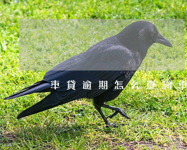 車貸逾期怎么查詢(車貸逾期怎么查詢征信)
