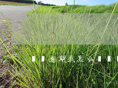 車貸逾期我怎么辦(車貸逾期我怎么辦)