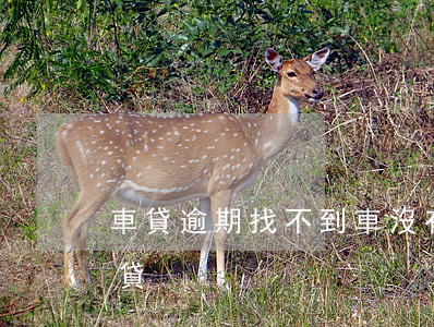 車貸逾期找不到車(沒有逾期為什么辦不了車貸)