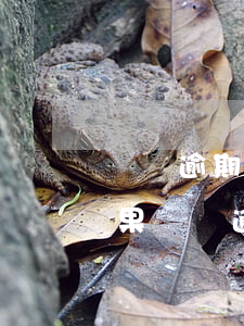 車貸逾期收車后不還款(不還車貸會有什么后果 車貸逾期多久會收車)