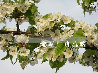 車貸逾期會自己收車-車貸款逾期車輛收走