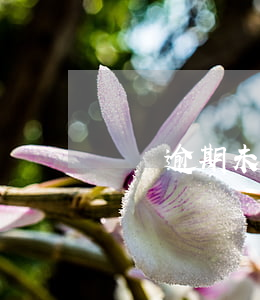 車貸逾期未還法律起訴書(車貸逾期被告)