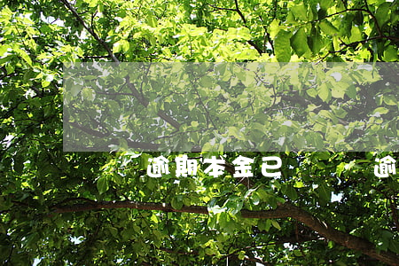 車貸逾期本金已還(車貸逾期本金已還)