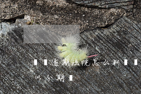 車貸逾期法院怎么判罰（車貸逾期起訴狗還可以分期嗎）