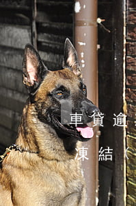 車貸逾期被法院查封怎么辦(車貸逾期被司法凍結(jié)了怎么辦)