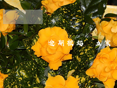 車貸逾期被起訴立案