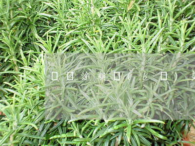 車貸逾期補(bǔ)交怎么查