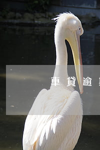 車貸逾期貸款怎么還(車貸逾期還款怎么還款)
