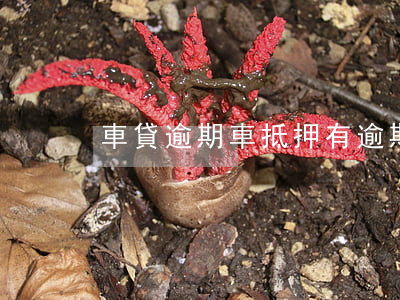 車貸逾期車抵押(有逾期車貸)