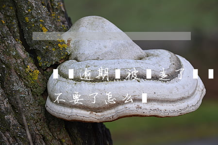車貸逾期車被開走了(車貸逾期車被開走了車不要了怎么辦)