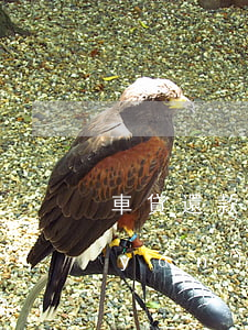 車貸還款逾期4個月(車貸逾期4天后果嚴(yán)重嗎)