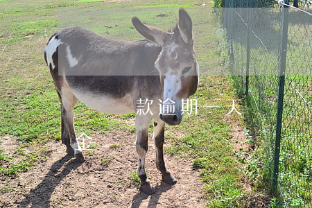 車貸還款逾期一天(車貸還款逾期一天有違約金)
